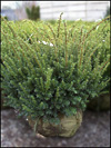 Taunton Yew